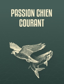 Passion chien courant