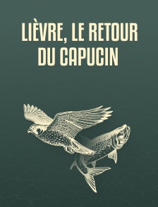 Lièvre, le retour du capucin
