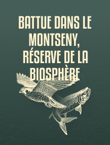 Battue dans le Montseny, réserve de la biosphère