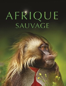 Afrique sauvage
