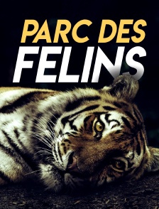 Parc des félins