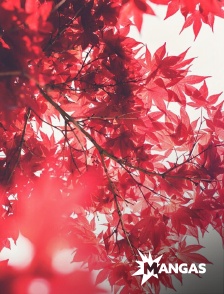 MANGAS - Actu Mangas