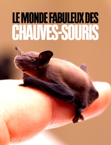 Le monde fabuleux des chauves-souris