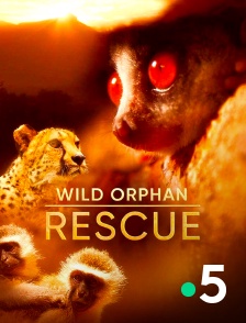 France 5 - SOS animaux orphelins