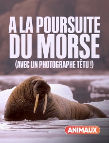 Animaux - A la poursuite du morse (avec un photographe têtu !) en replay