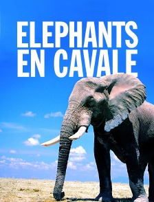 Eléphants en cavale