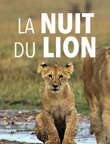 La nuit du lion