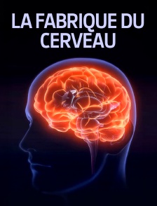 La fabrique du cerveau