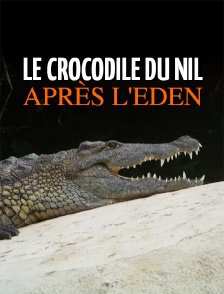 Le crocodile du Nil après l'eden