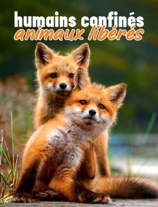 Humains confinés, animaux libérés