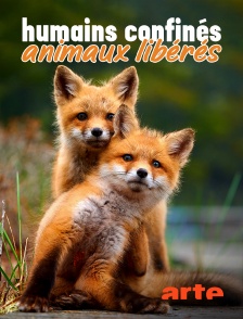 Arte - Humains confinés, animaux libérés
