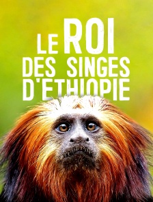 Le roi des singes d'Ethiopie