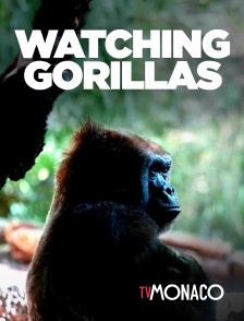 TV Monaco - Watching Gorillas