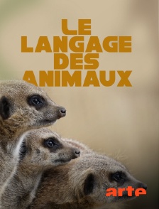 Arte - Le langage des animaux