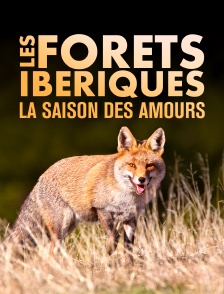 Les forêts ibériques
