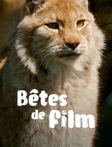 Bêtes de film