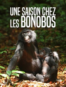 Une saison chez les bonobos