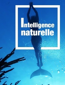 Intelligence naturelle