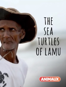 The sea turtles of lamu