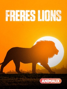 Animaux - Frères lions en replay