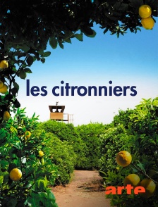 Arte - Les citronniers