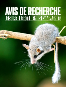 Avis de recherche : le super lérot de nos campagnes