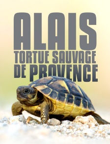 Alais, tortue sauvage de Provence
