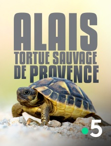 Alais, tortue sauvage de Provence