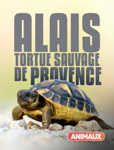 Animaux - Alais, tortue sauvage de Provence