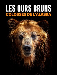 Les ours bruns, colosses de l'Alaska