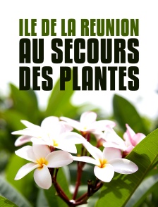 Ile de La Réunion : au secours des plantes