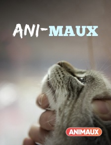 Animaux - Ani-maux