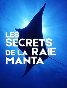 Les secrets de la raie manta