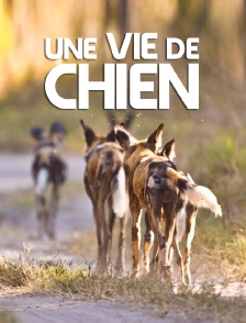 Une vie de chien
