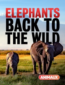 Eléphants : retour à la vie sauvage