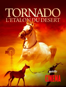 Molotov Channels Cinéma - Tornado, l'étalon du désert