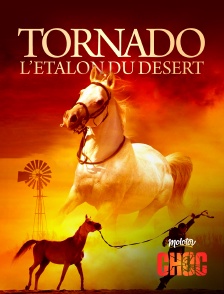 Tornado, l'étalon du désert