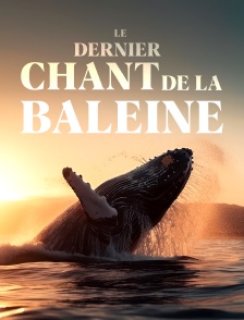 Le dernier chant de la baleine