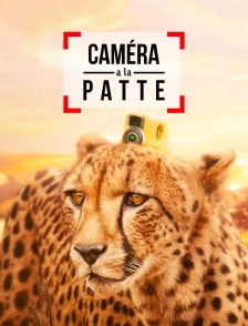 Caméra à la patte