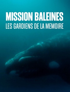 Mission Baleines : Les gardiens de la mémoire