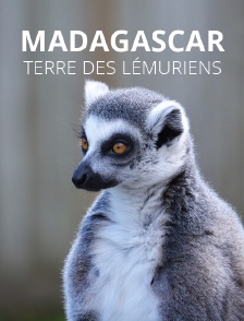 Madagascar, terre des lémuriens