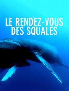 Le rendez-vous des squales