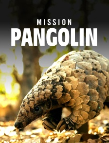 Mission pangolin : Retour à la vie sauvage