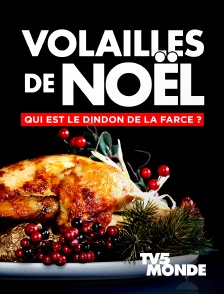 TV5MONDE - Volailles de Noël : qui est le dindon de la farce ?