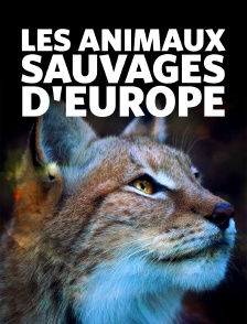 Les animaux sauvages d'Europe