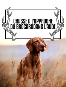 Chasse à l'approche du brocard dans l'Aude