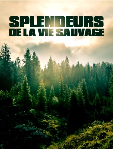 Splendeurs de la vie sauvage