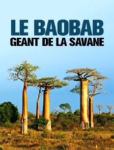 Le baobab, géant de la savane