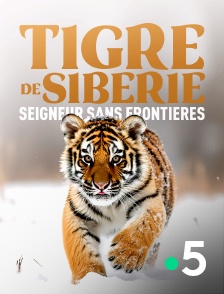 France 5 - Tigre de Sibérie, seigneur sans frontières