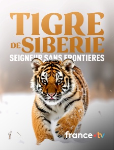 france.tv - Tigre de Sibérie, seigneur sans frontières